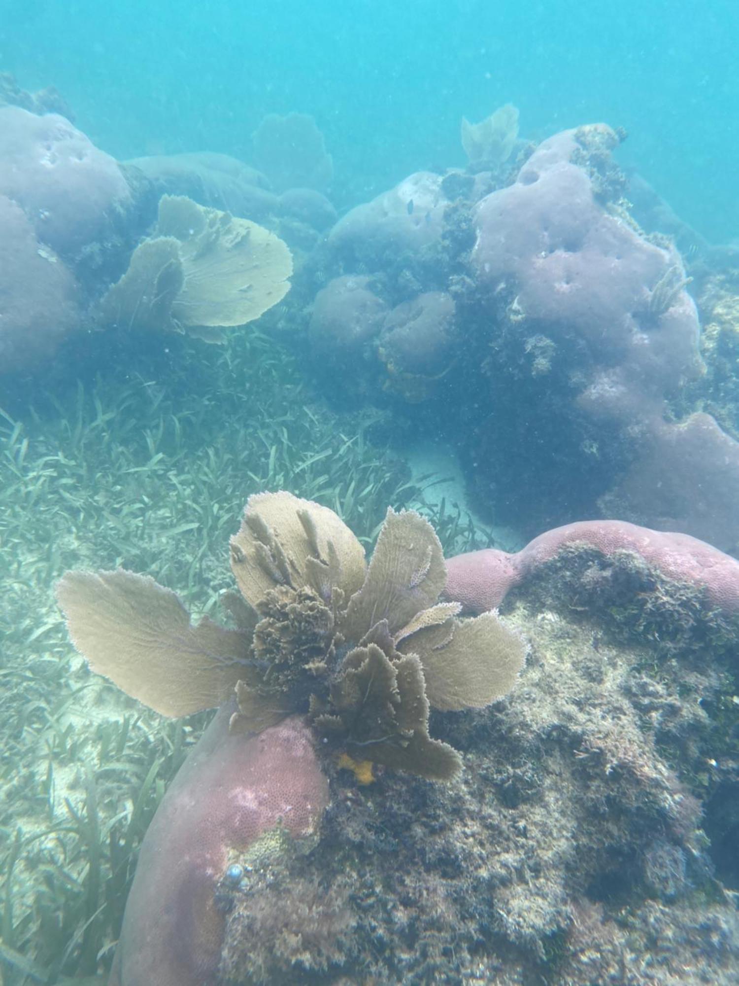 Coral Cove Inn Maya Beach Zewnętrze zdjęcie